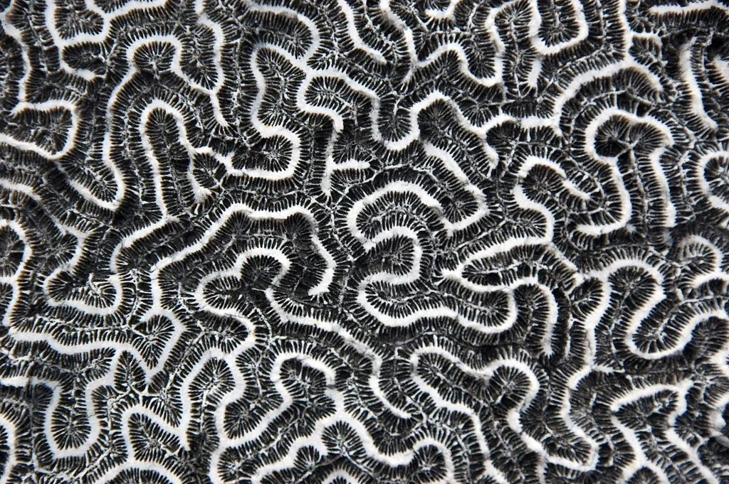 Virgo: Mastery of Patterns and Analysis (James St. John, Flickr, CC BY 2.0)