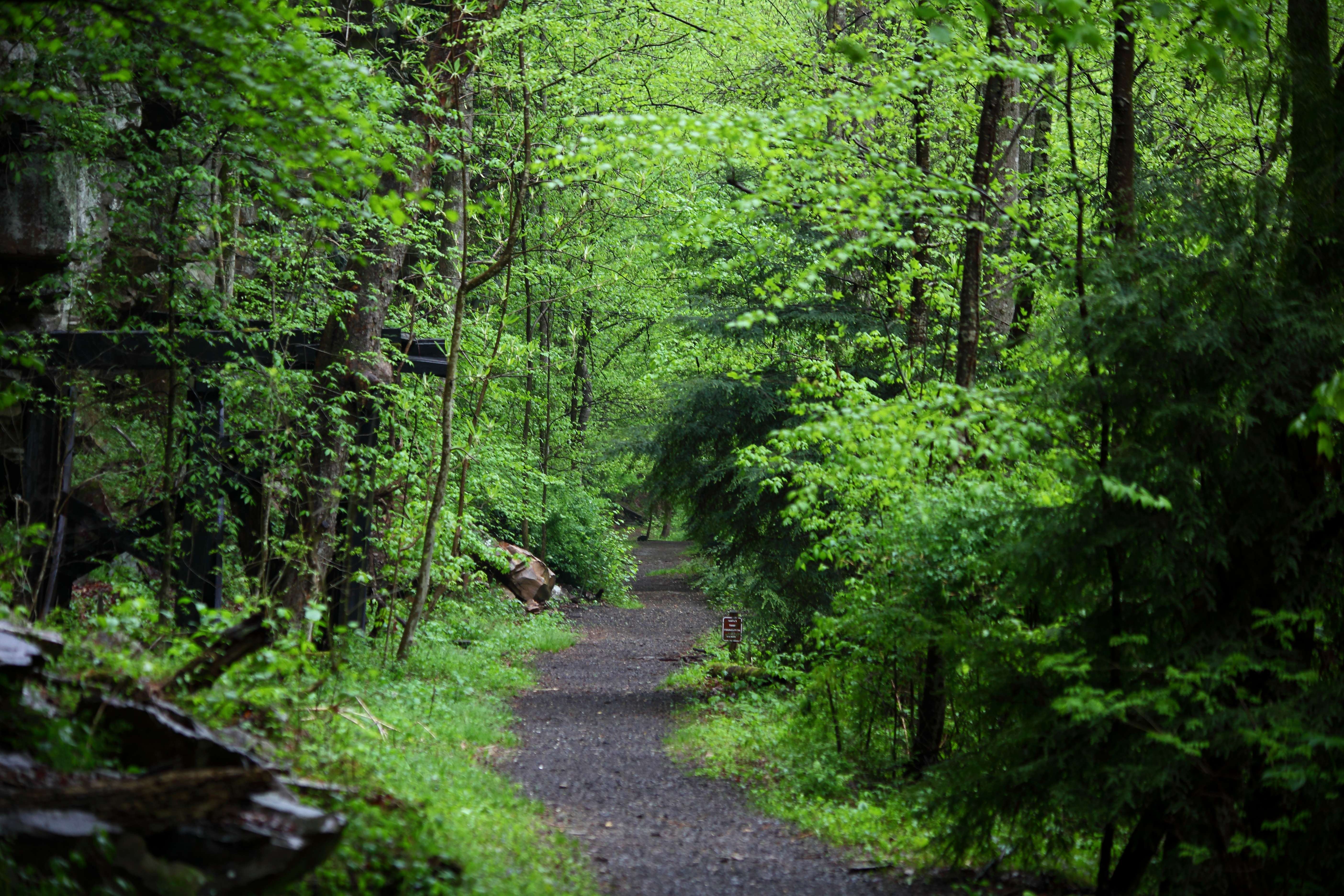 Unraveling the Natural Wonders: The Scenic Trails