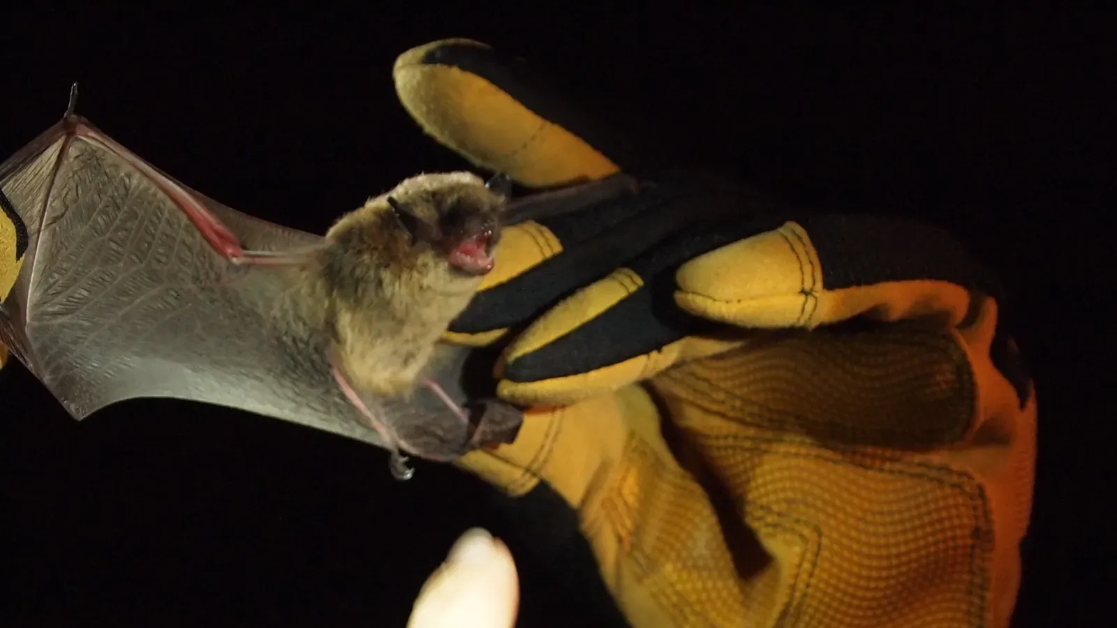 7. Bats: Misunderstood and Actually Important (Image Credits: Wikimedia)