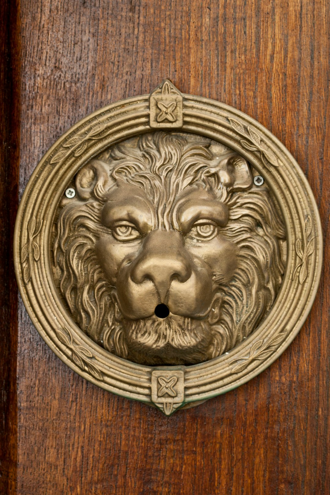 Leo: The Lion's Golden Season Approaches (image credits: unsplash)