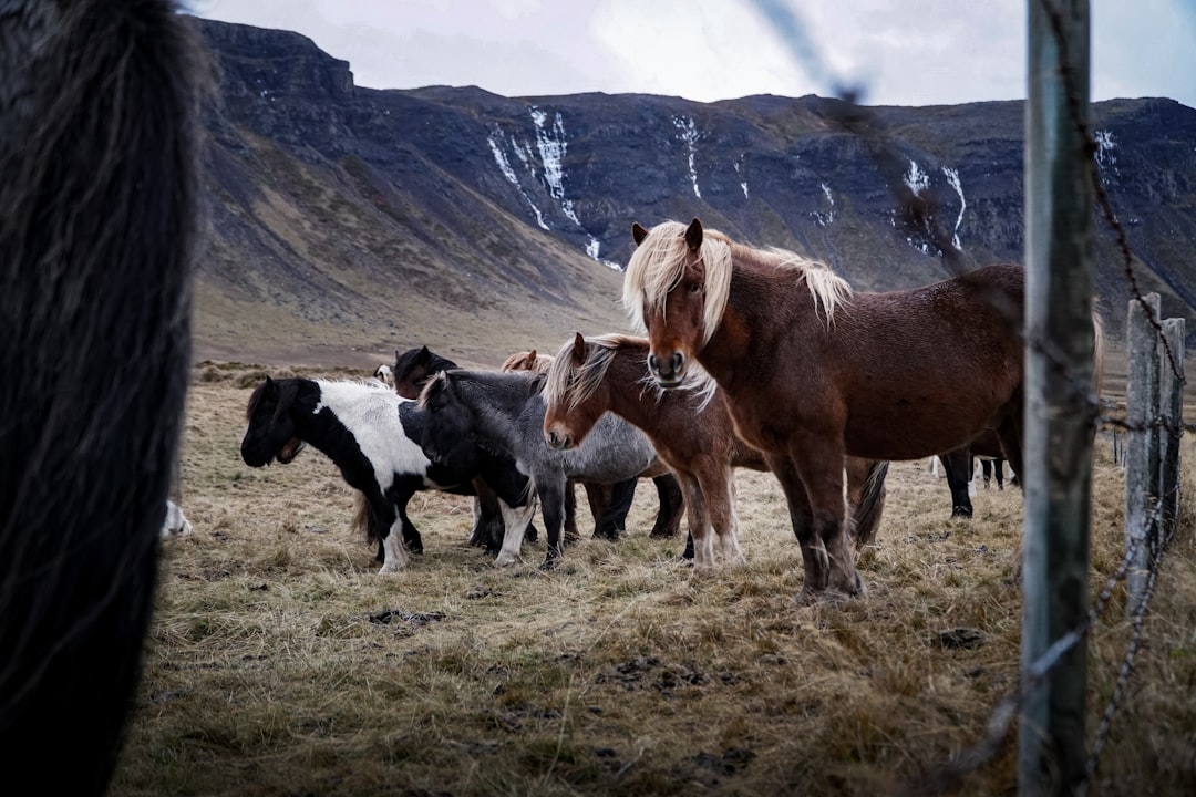 The Montana Solution: PZP Fertility Control (image credits: unsplash)