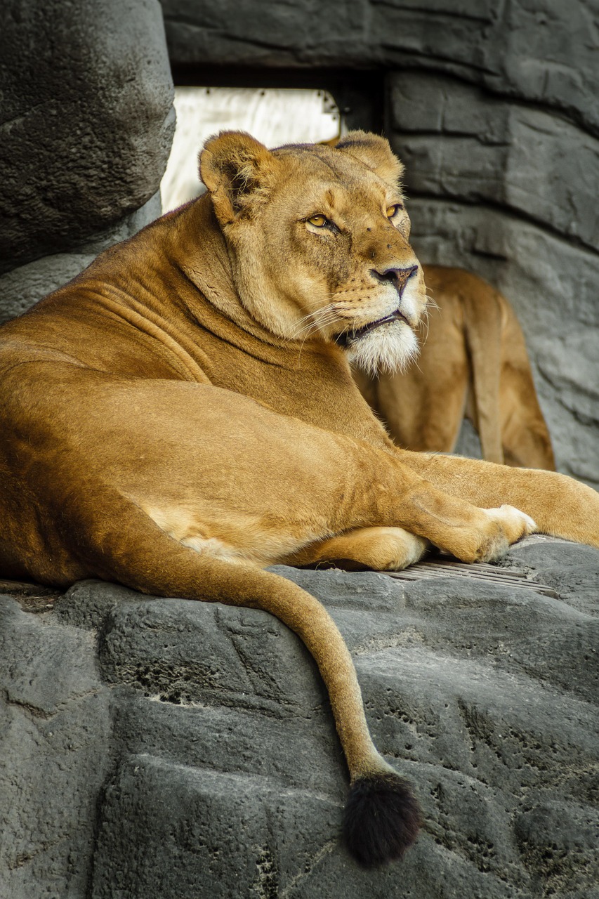 Leo Stepping Into the Spotlight (image credits: pixabay)