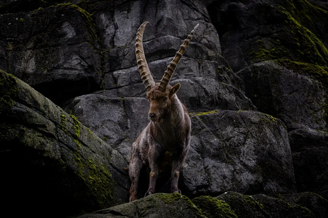 Capricorn: The Strategic Planner Who Builds Lasting Empires (Image Credits: Unsplash)