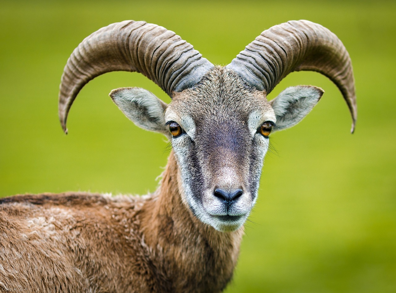 Capricorn: The Steadfast Mountain Goat of Love (image credits: pixabay)