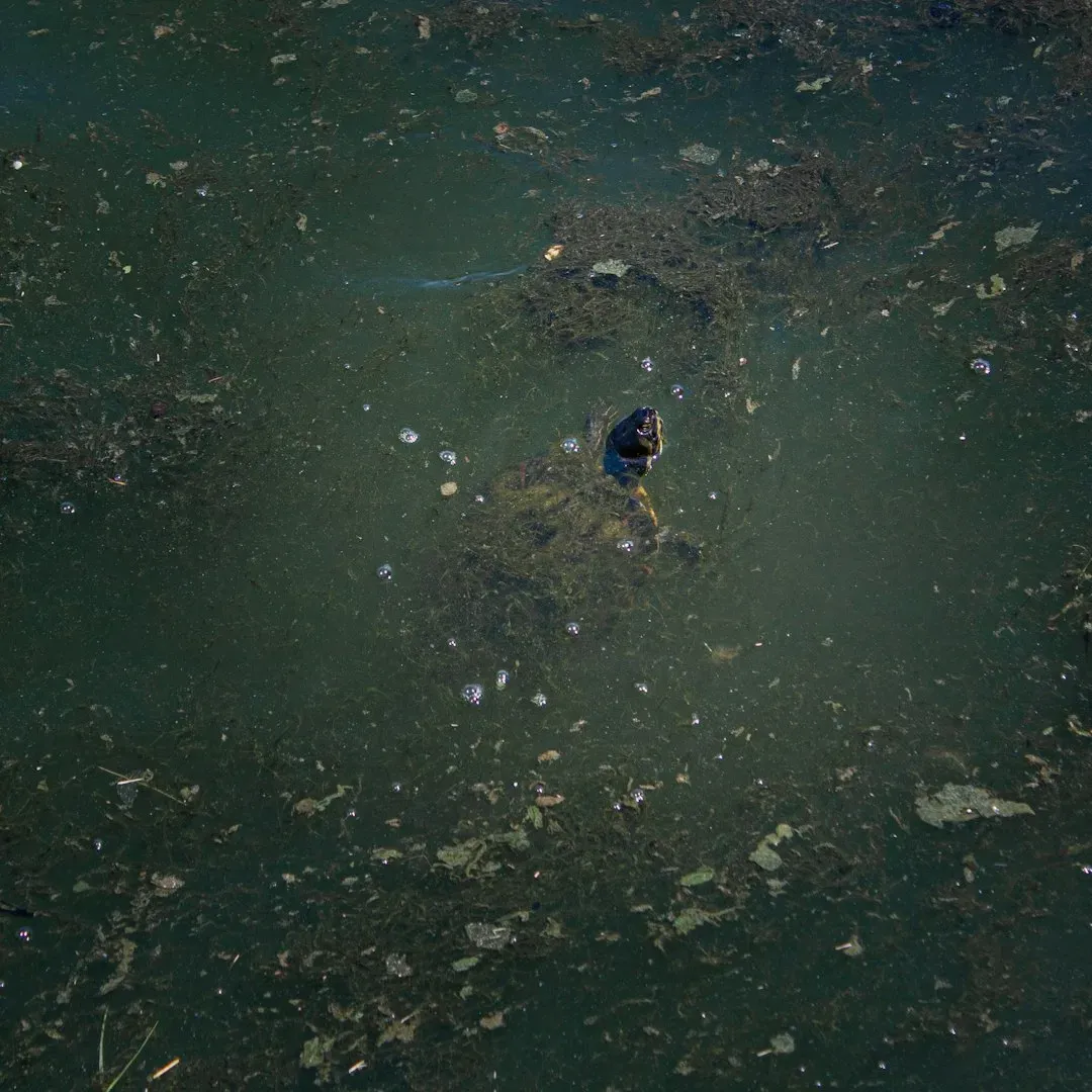 The Nanoplastic Revelation: When Particles Get Too Small to Comprehend (Image Credits: Unsplash)