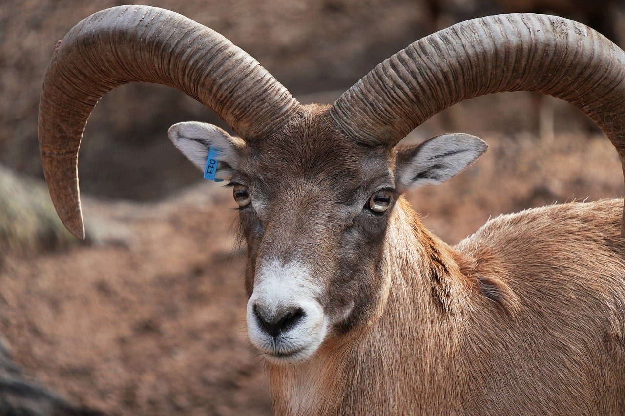 Aries: Revolutionary Identity Transformation (Image Credits: Pixabay)