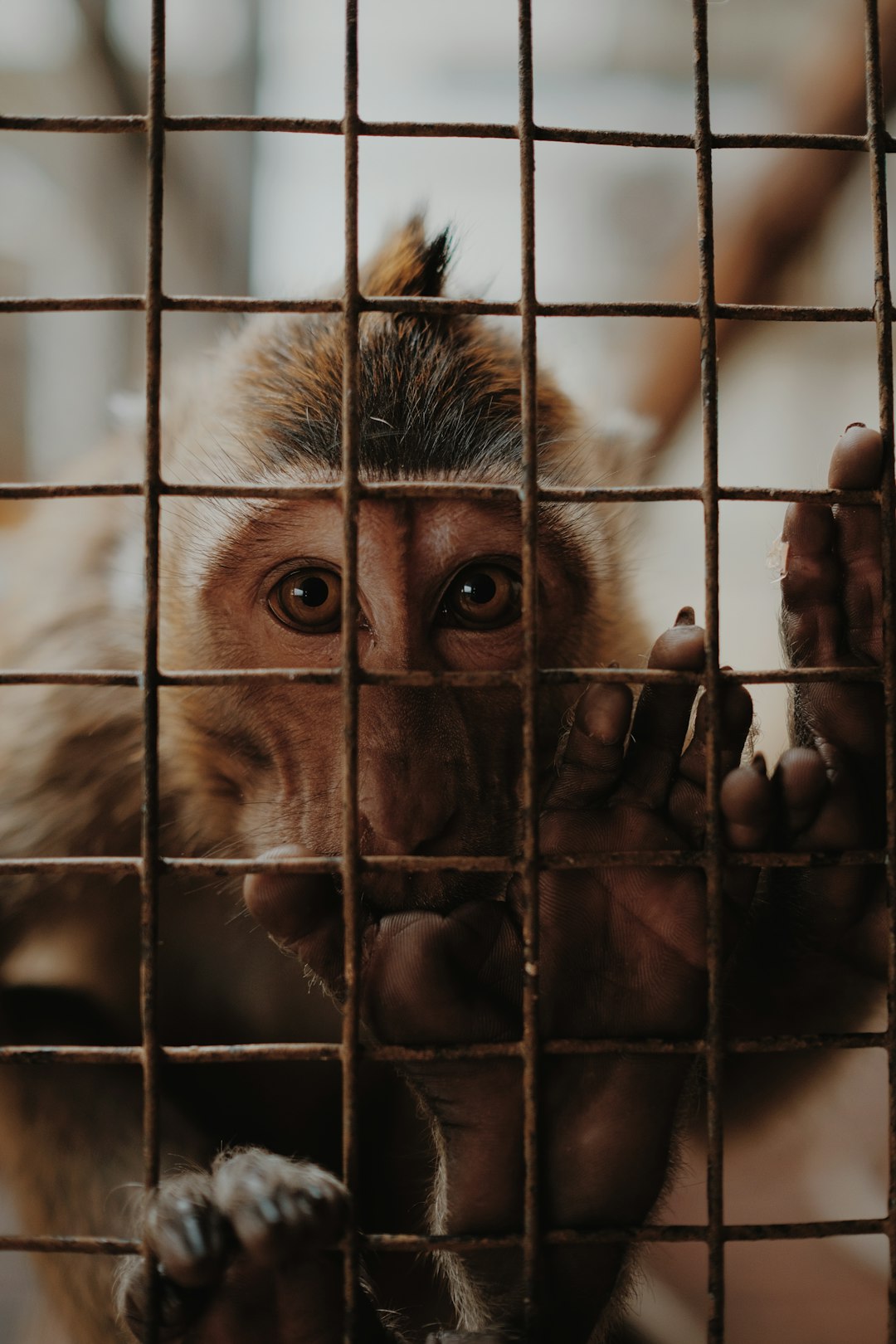 Animal Torture Documentation Becomes Criminal (image credits: unsplash)