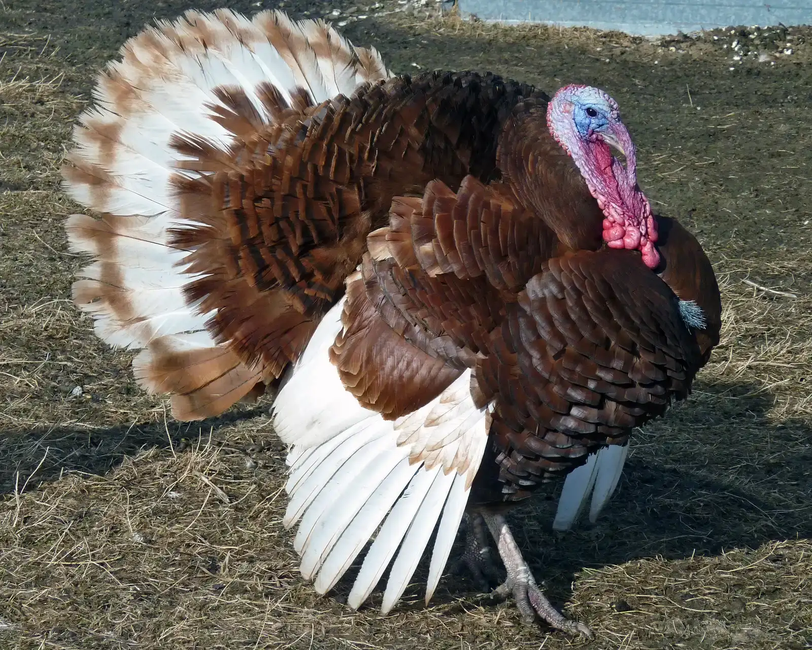 8. Wild Turkeys: Surprisingly Bold Suburban Visitors (Image Credits: Wikimedia)