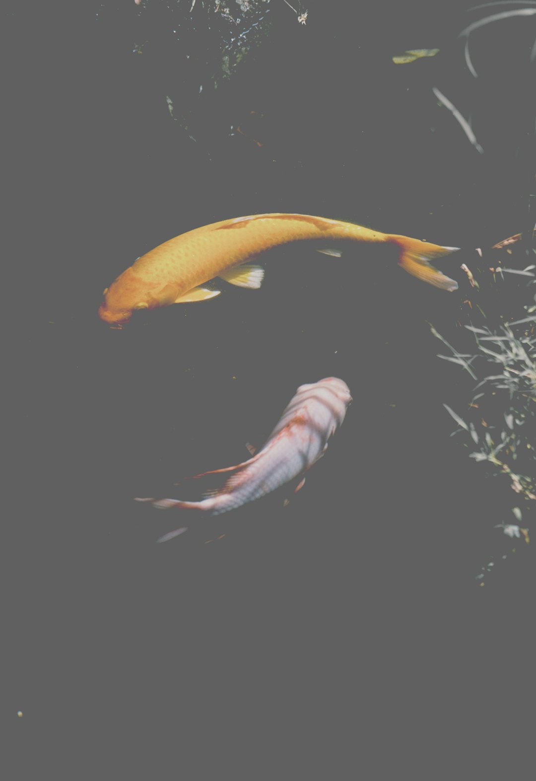 Pisces Enters Their Destined Year Through Eclipses and North Node (image credits: unsplash)