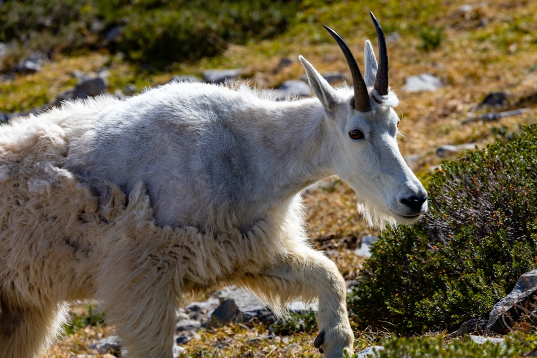 Capricorn: The Mountain Goat's Summit (Image Credits: Unsplash)