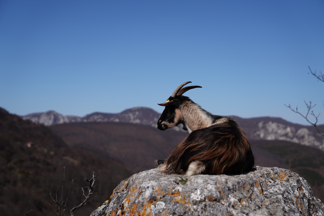 Capricorn: Breaking Down to Build Back Better (image credits: unsplash)