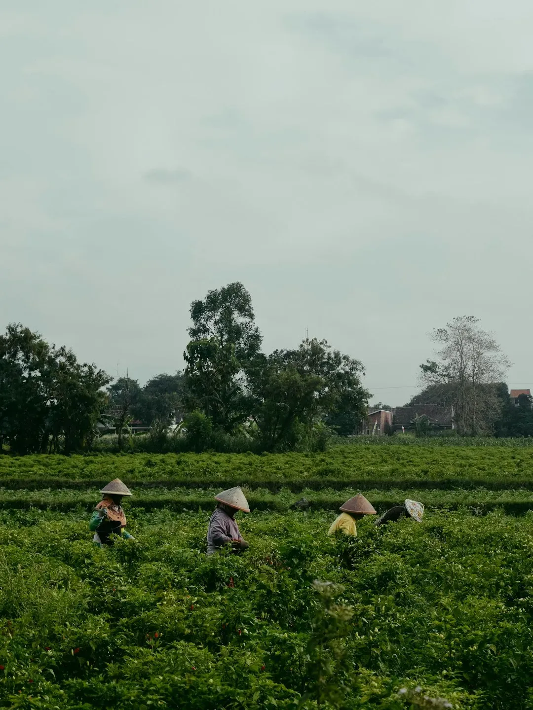 The Labor Crisis That Started It All (Image Credits: Unsplash)