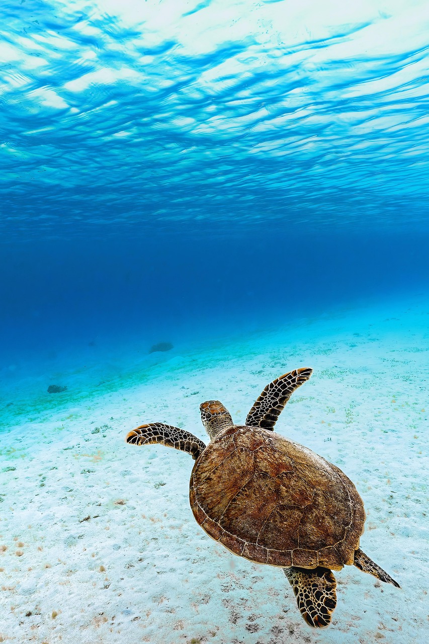 The Endangered Species Act—Last-Chance Lifeline (image credits: pixabay)