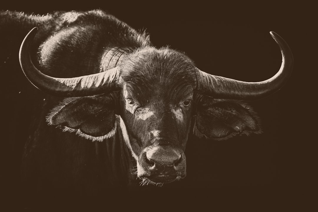 Taurus - Steady Growth Meets Sudden Opportunities (image credits: unsplash)