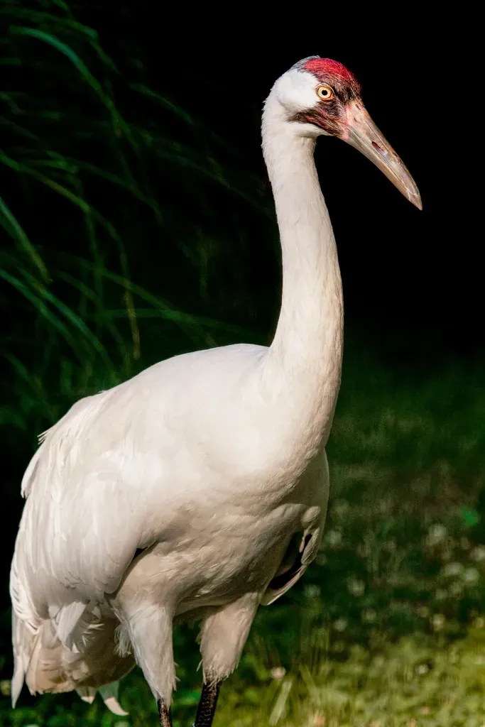 The Whooping Crane: A Record-Breaking 2025 Count (Image Credits: Rawpixel)