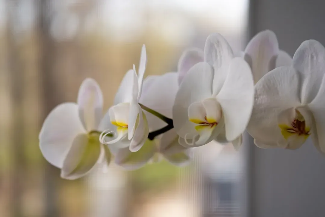 Orchids (From Hawaii or Quarantined Sources) (Image Credits: Unsplash)