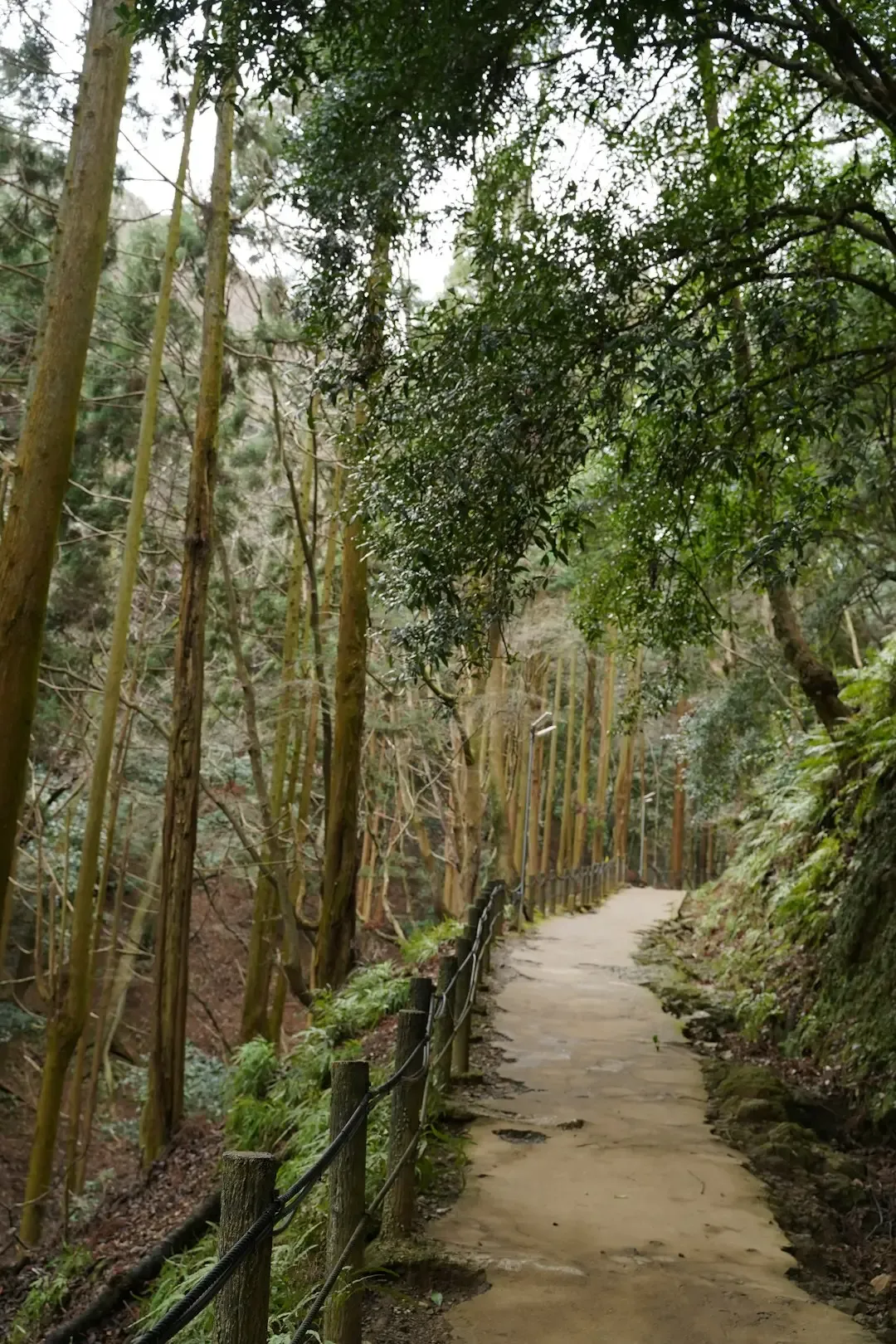 Taurus, Virgo, Capricorn: Allegany State Park, New York (Image Credits: Unsplash)