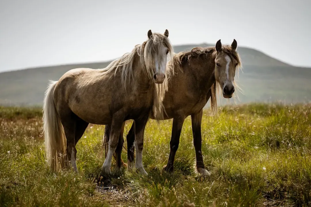 Wild Ponies Galloping on Assateague Island (Image Credits: Unsplash)