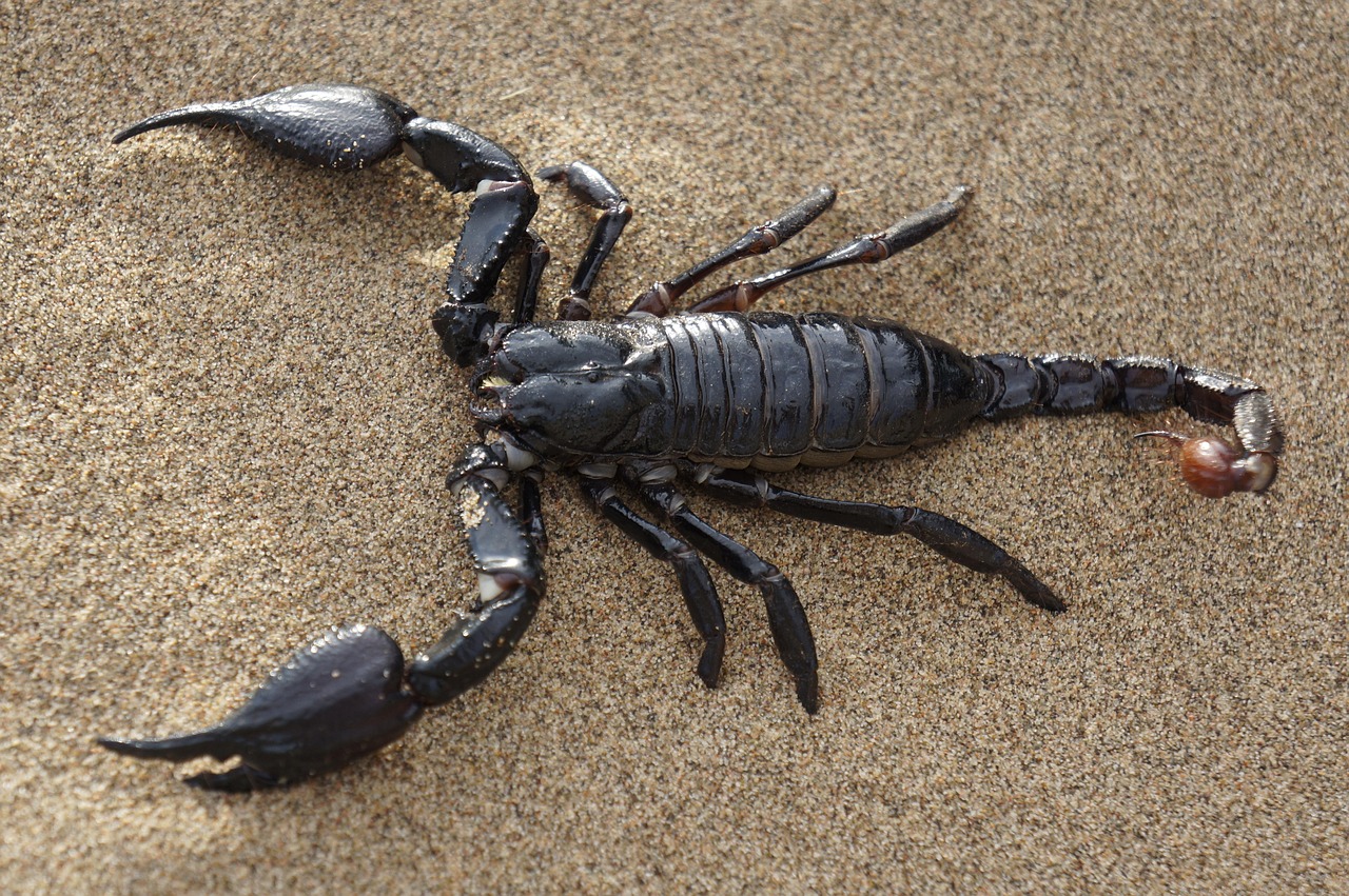 Scorpio: The Scorpion's Sting Turns Inward (Image Credits: Pixabay)