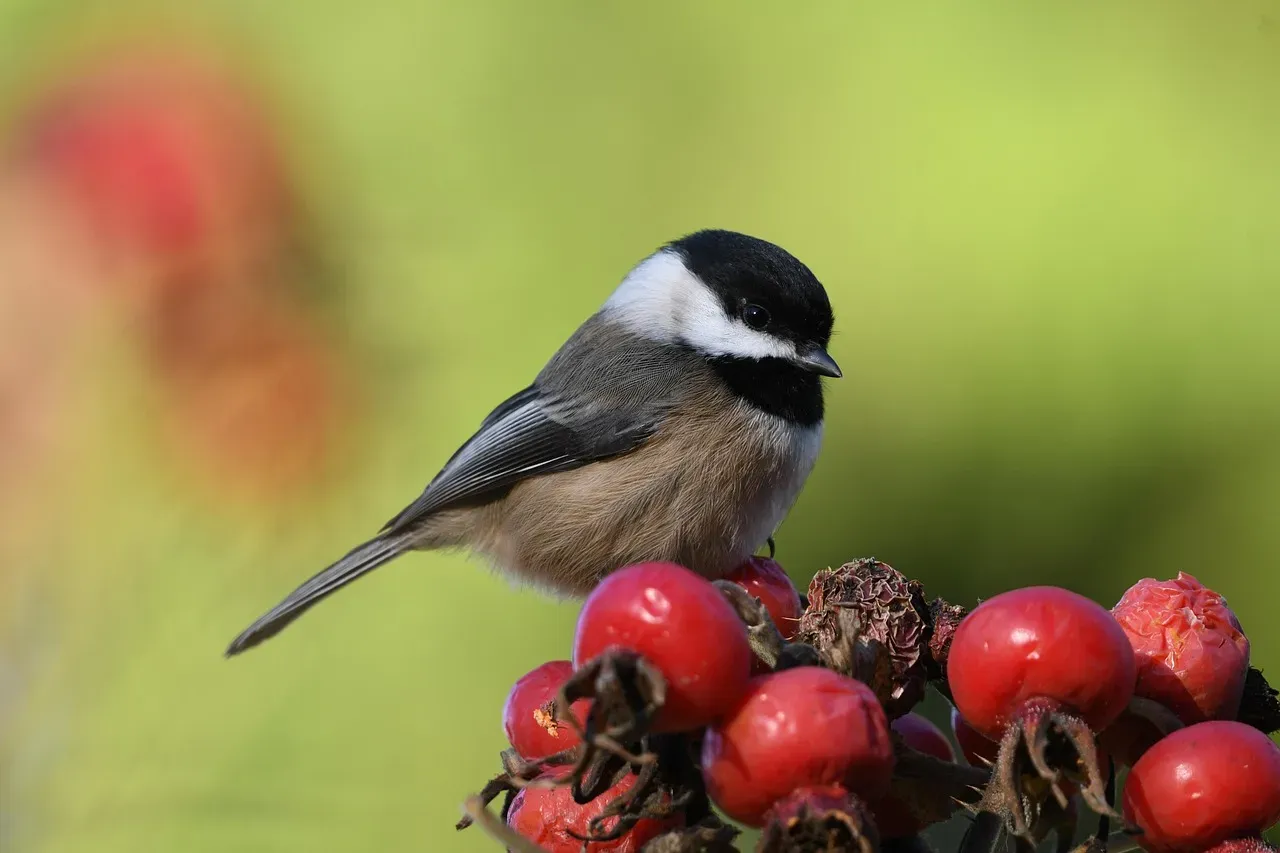 Black-capped Chickadee (Image Credits: Pixabay)