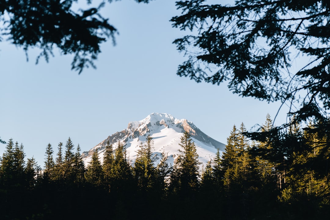 The Role of Government and Policy (image credits: unsplash)