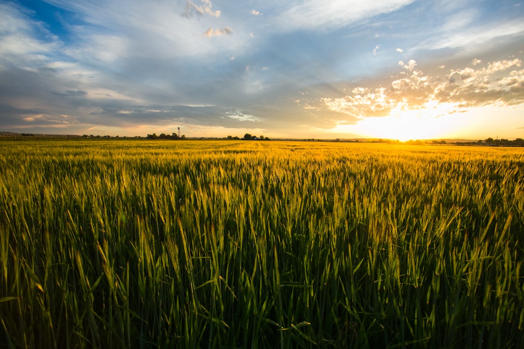 The Agricultural Connection (image credits: unsplash)