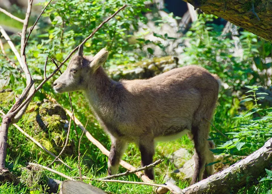 Capricorn (Image Credits: Pexels)