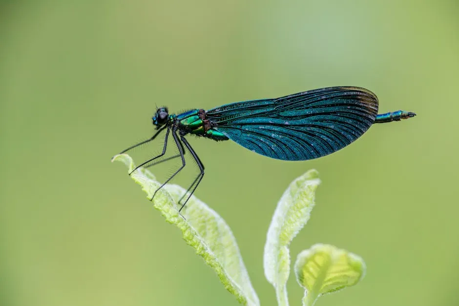 Virgo (Image Credits: Pexels)