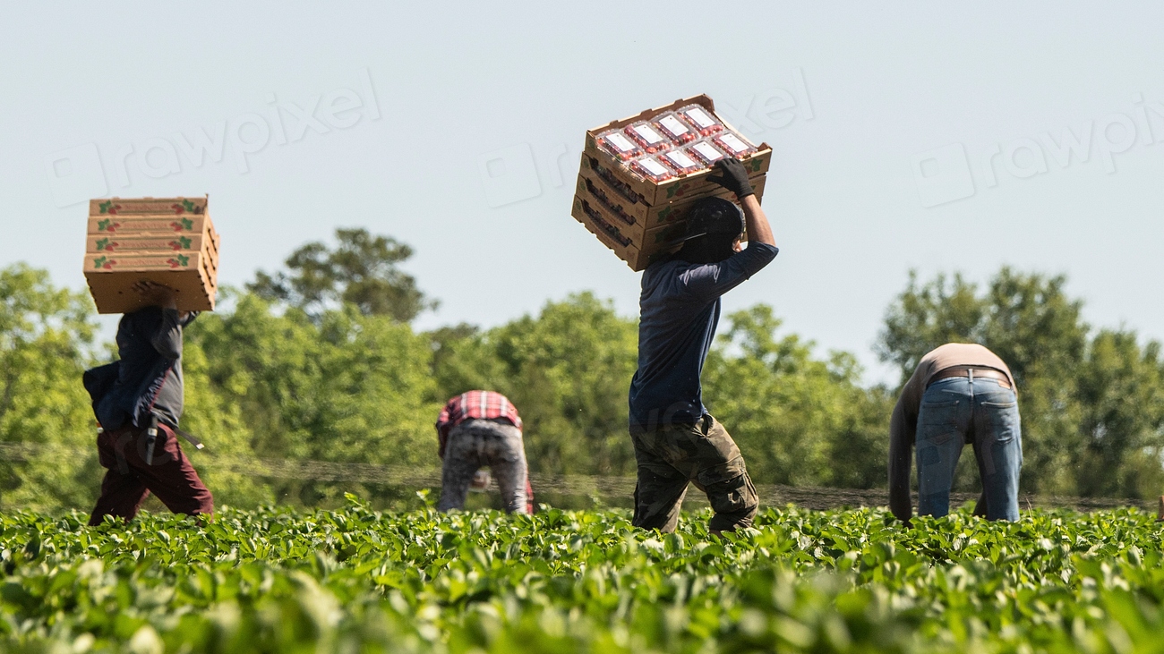 California's Agricultural Transformation Through Migrant Labor (image credits: rawpixel)