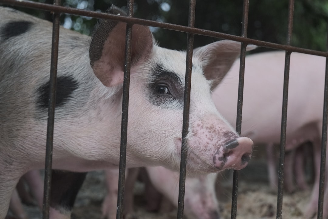 Ractopamine-Enhanced Pork: The Drug Banned in 160 Countries (image credits: unsplash)