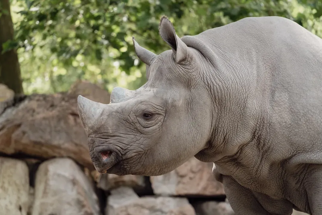 The Bigger Picture: Responsible Viewing Is Conservation (Image Credits: Unsplash)