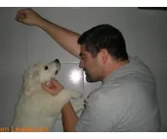 Your Dog Actually Understands Words, Not Just Your Tone (Image Credits: Flickr)