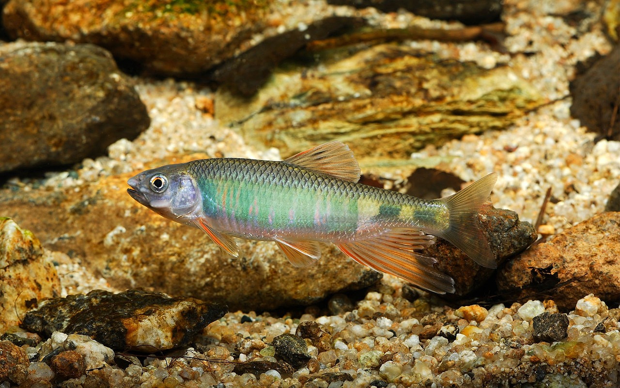Pisces: Your Destined Moment Has Finally Arrived (image credits: pixabay)