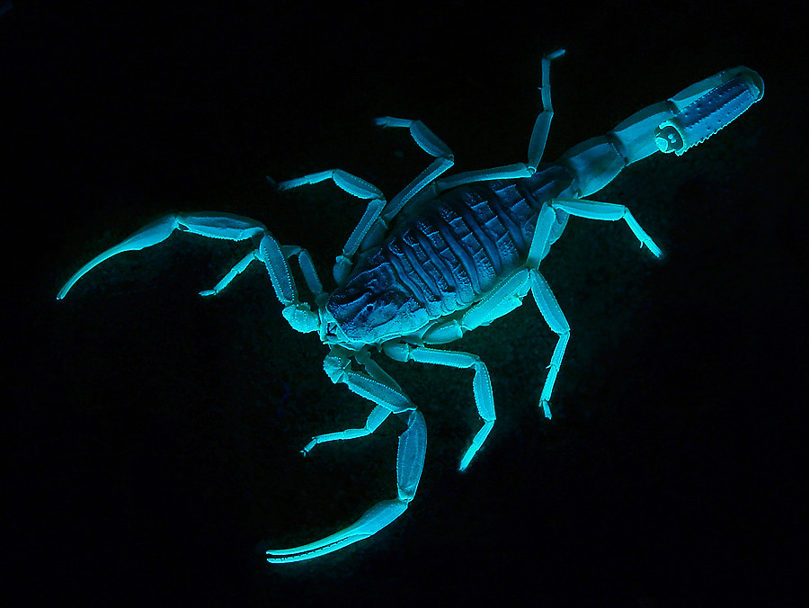 Scorpio: Intense Eyes and Mysterious Magnetism (image credits: flickr)