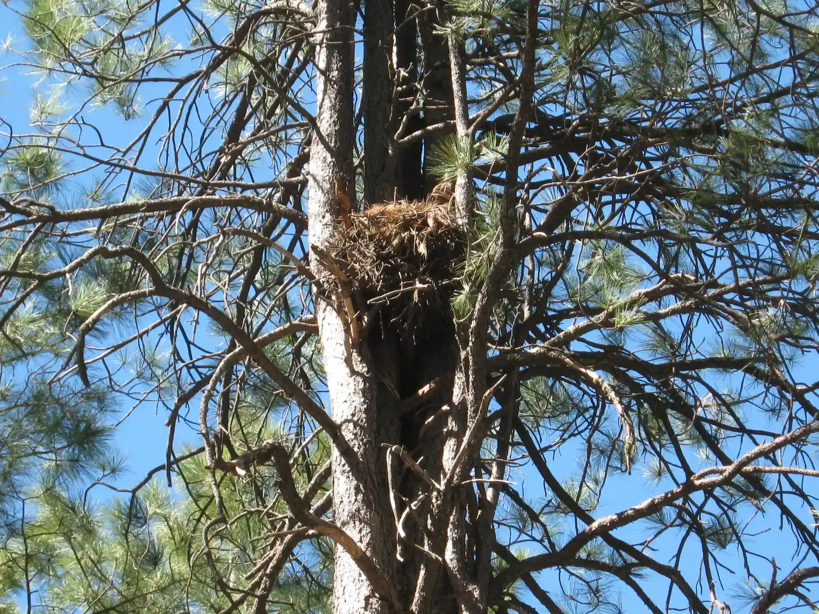 Raptors Respond to Targeted Nest Protection Programs (Image Credits: Wikimedia)