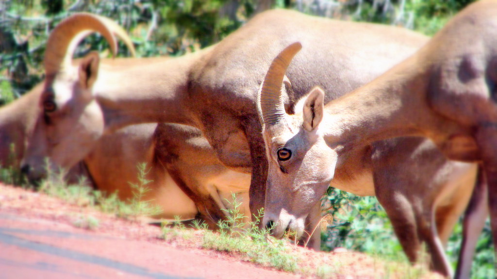 Capricorn: Building Emotional Fortresses from Broken Dreams (image credits: flickr)