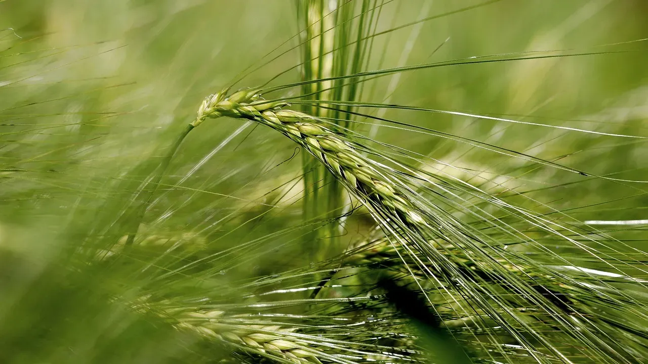 Barley: Cold-Hardy Grain Warrior (Image Credits: Pixabay)