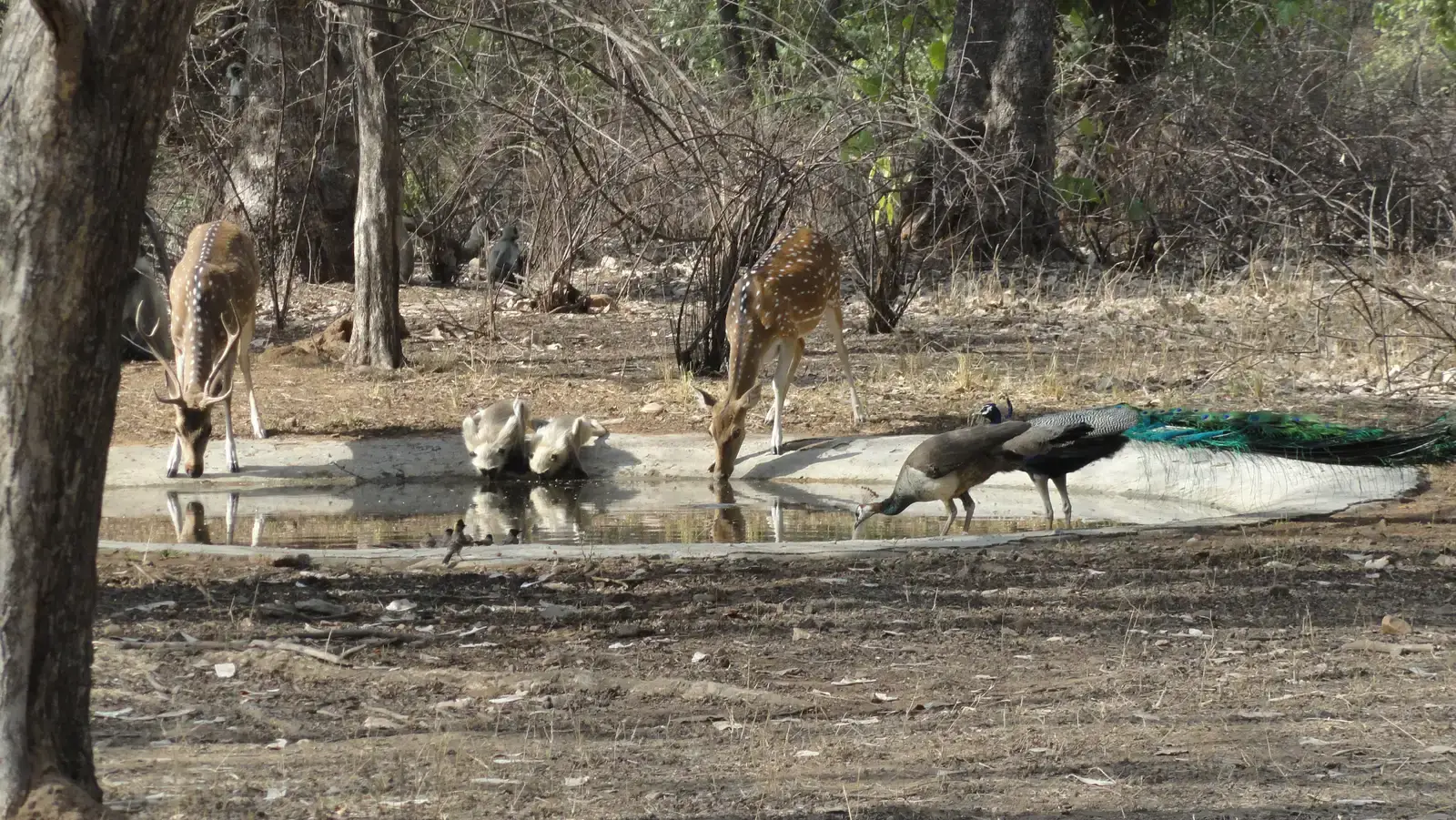 A Staggering Diversity Beyond Traditional Parks (Image Credits: Wikimedia)