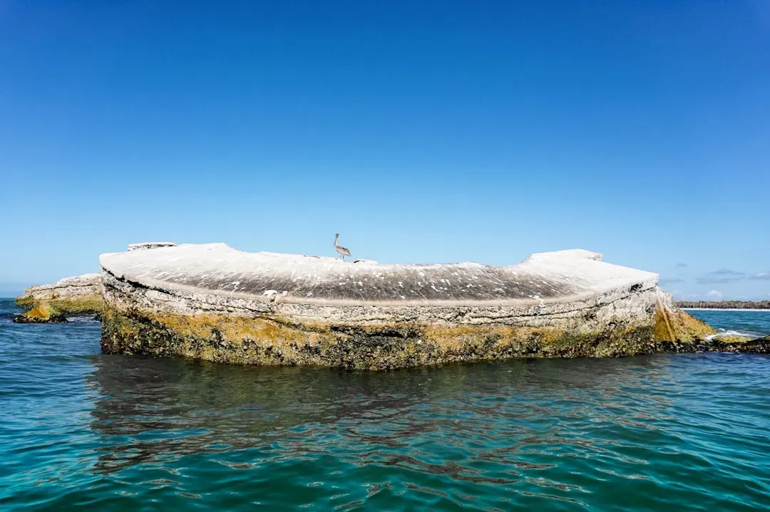 Decades Beneath the Waves (Image Credits: Unsplash)