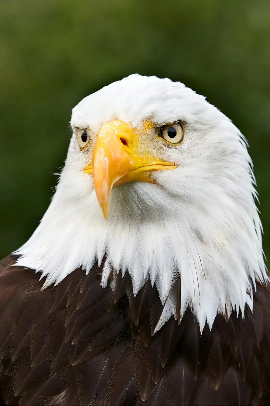 The Bald Eagle: From the Brink to 316,000 Strong (Image Credits: Unsplash)
