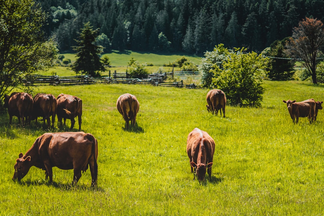 Grazing Permits Support Agricultural Production (image credits: unsplash)