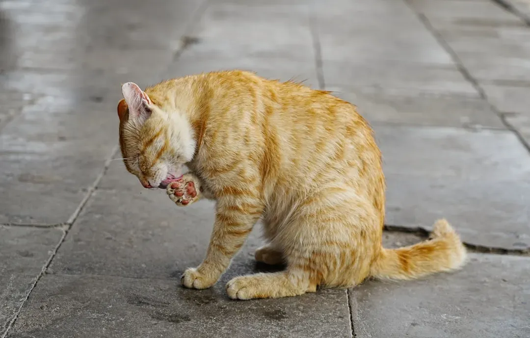 Kneading Means More Than Comfort (Image Credits: Unsplash)