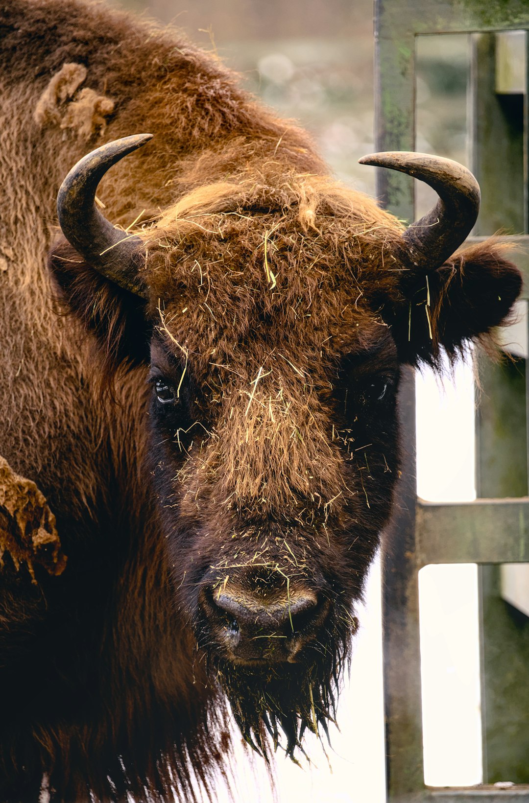 Taurus: The Bull Finally Stands Still (Image Credits: Unsplash)