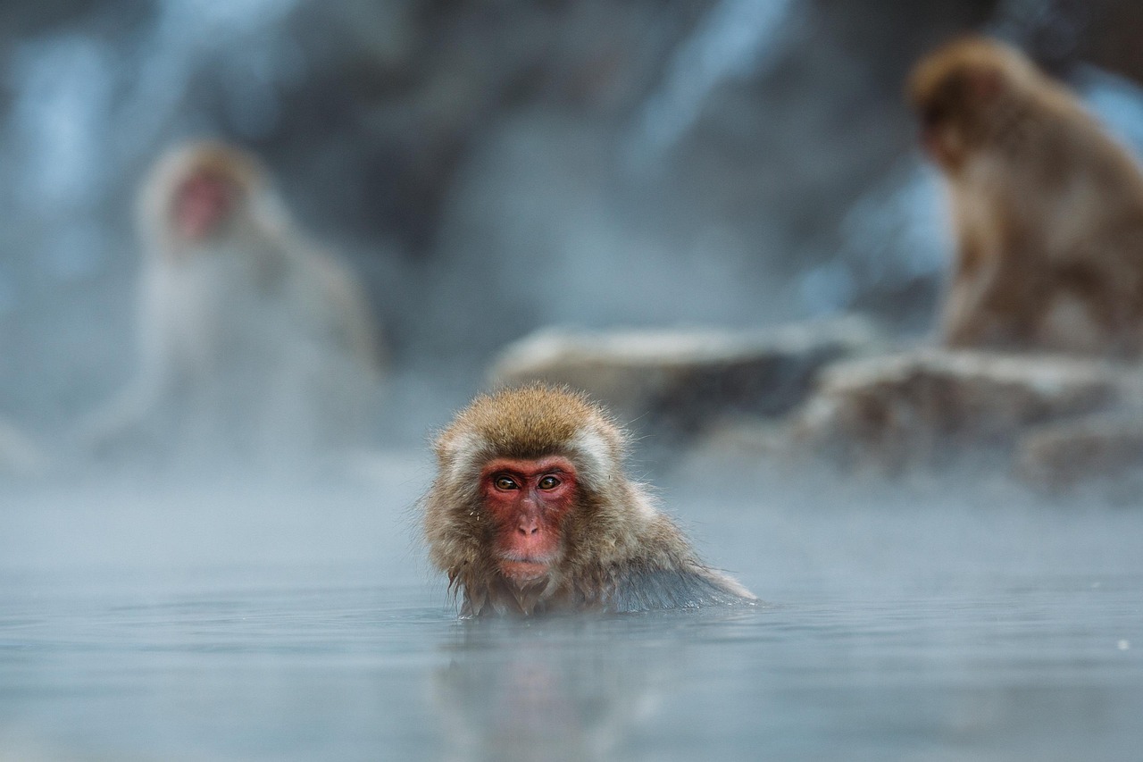Swimming to Freedom (image credits: pixabay)