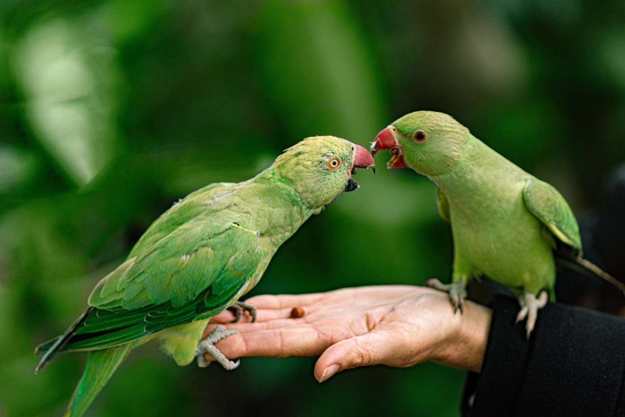 Exotic Pet Ownership and Alternative Companions (image credits: pixabay)