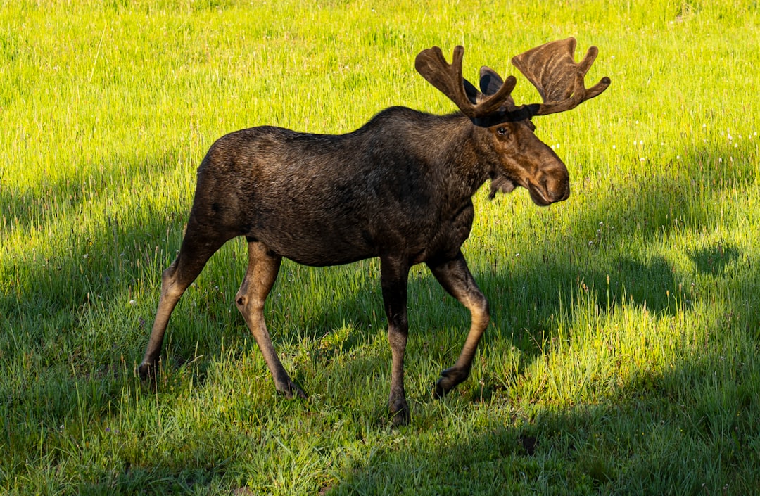 Protecting America's Last Wild Spaces (image credits: unsplash)