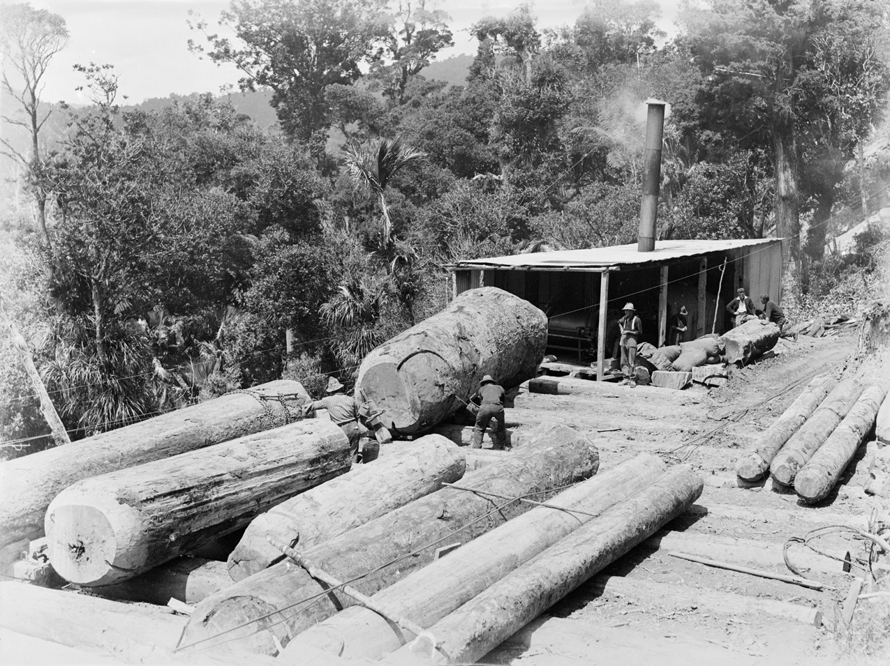 The Timber and Stone Act of 1878: Resource Extraction Made Legal (image credits: wikimedia)