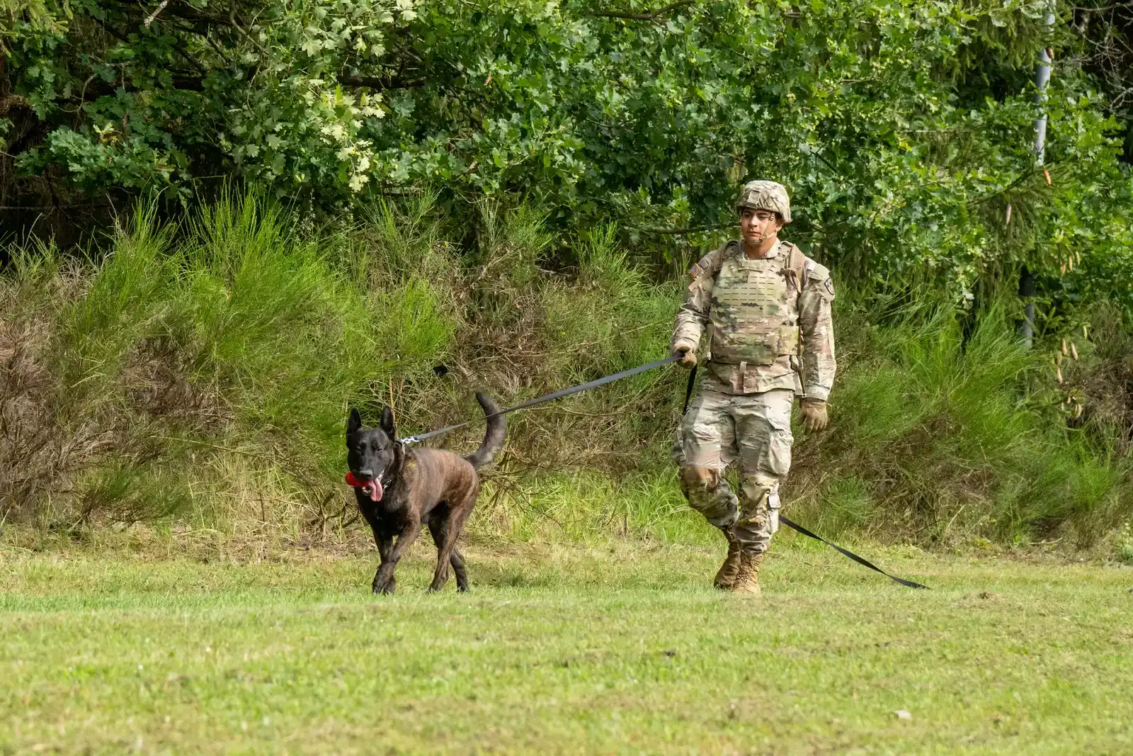 Handler and Dog Teamwork (This image was released by the United States Army with the ID 240822-A-YP079-6374 (next).
This tag does not indicate the copyright status of the attached work. A normal copyright tag is still required. See Commons:Licensing.


العربية ∙ বাংলা ∙ 
Bahaso Jambi ∙ 
Deutsch ∙ Deutsch (Sie-Form) ∙ English ∙ español ∙ euskara ∙ فارسی ∙ français ∙ italiano ∙ 日本語 ∙ 한국어 ∙ македонски ∙ മലയാളം ∙ Plattdüütsch ∙ Nederlands ∙ polski ∙ پښتو ∙ português ∙ русский ∙ slovenščina ∙ svenska ∙ Türkçe ∙ українська ∙ 简体中文 ∙ 繁體中文 ∙ +/−, Public domain)