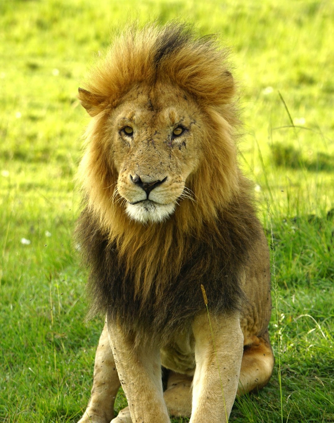 Leo: The Generous Heart Who Forgives When Their Pride Is Honored (Image Credits: Unsplash)