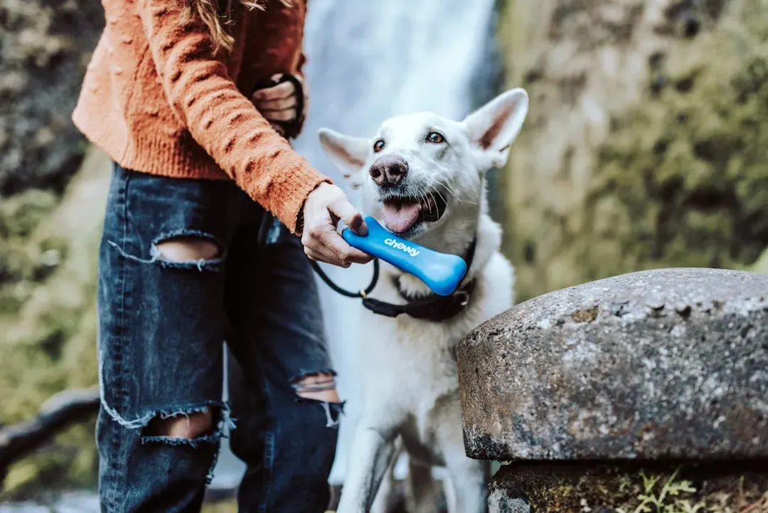 Dog Ownership in America Keeps Growing (Image Credits: Unsplash)